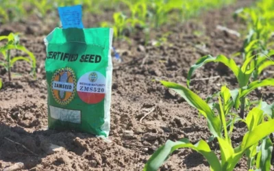 How Tanzlite grew Zamseed’s social media by 95,000+ reach