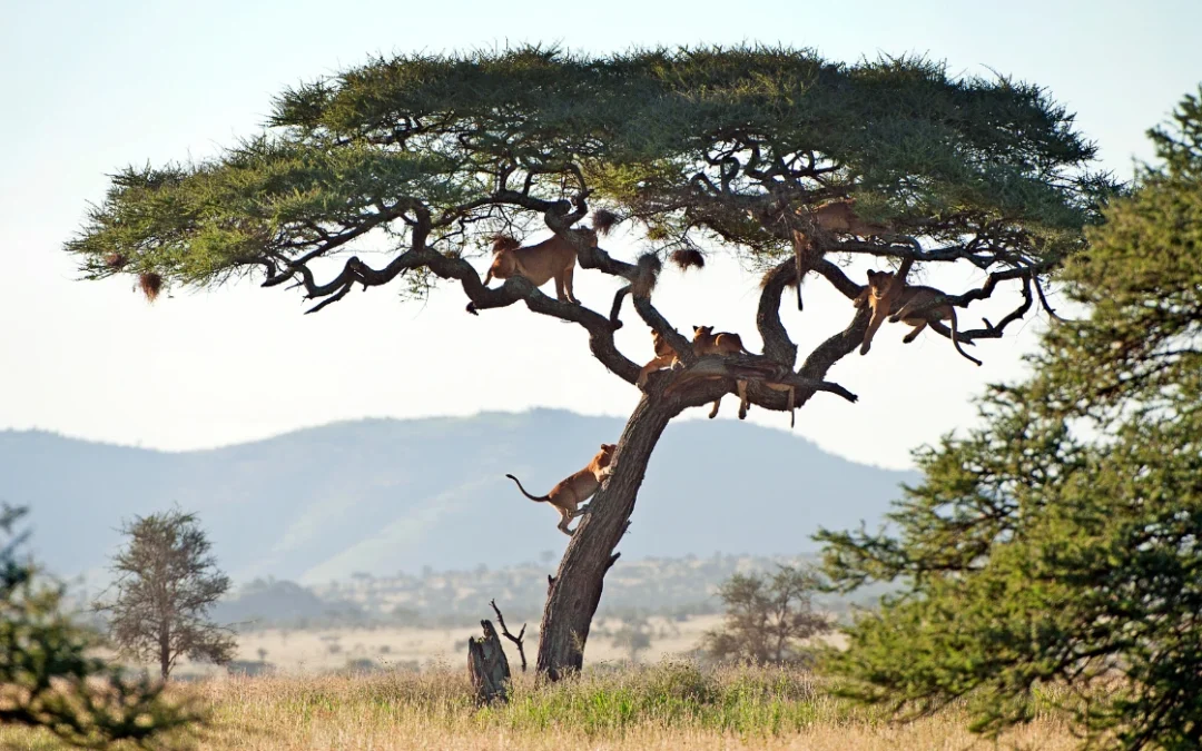 Why Most Tanzanian Tour Websites Don’t Work (and What to Do Instead)