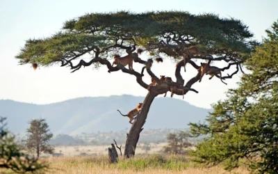 Why Most Tanzanian Tour Websites Don’t Work (and What to Do Instead)