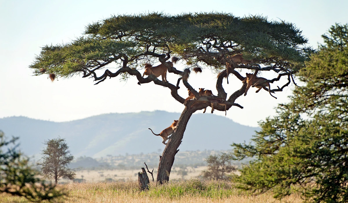 Picture showing Tree climbing lions